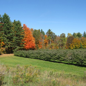 Apple orchard in the fall