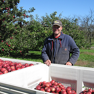 Steve harvesting apples