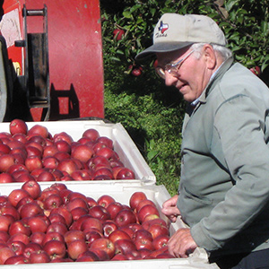 Tony harvesting apples