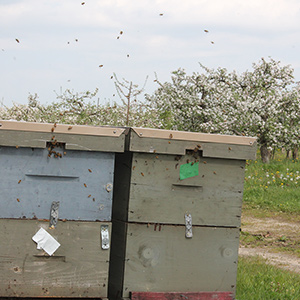 Bees at apple pollination time