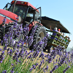 Wagon ride and lavender