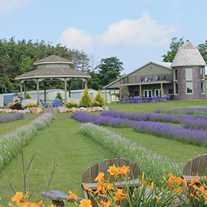 Lavender field and store