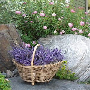 Lavender in a basket