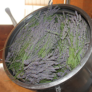 Lavender Distillation