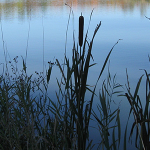 Silhouette of reeds in wetland