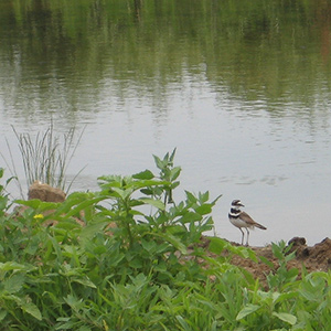 Bird in wetland