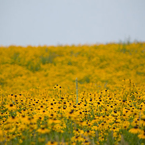 Flowers in field