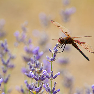 Lavender with a dragonfly