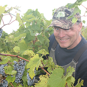 Steve harvesting grapes